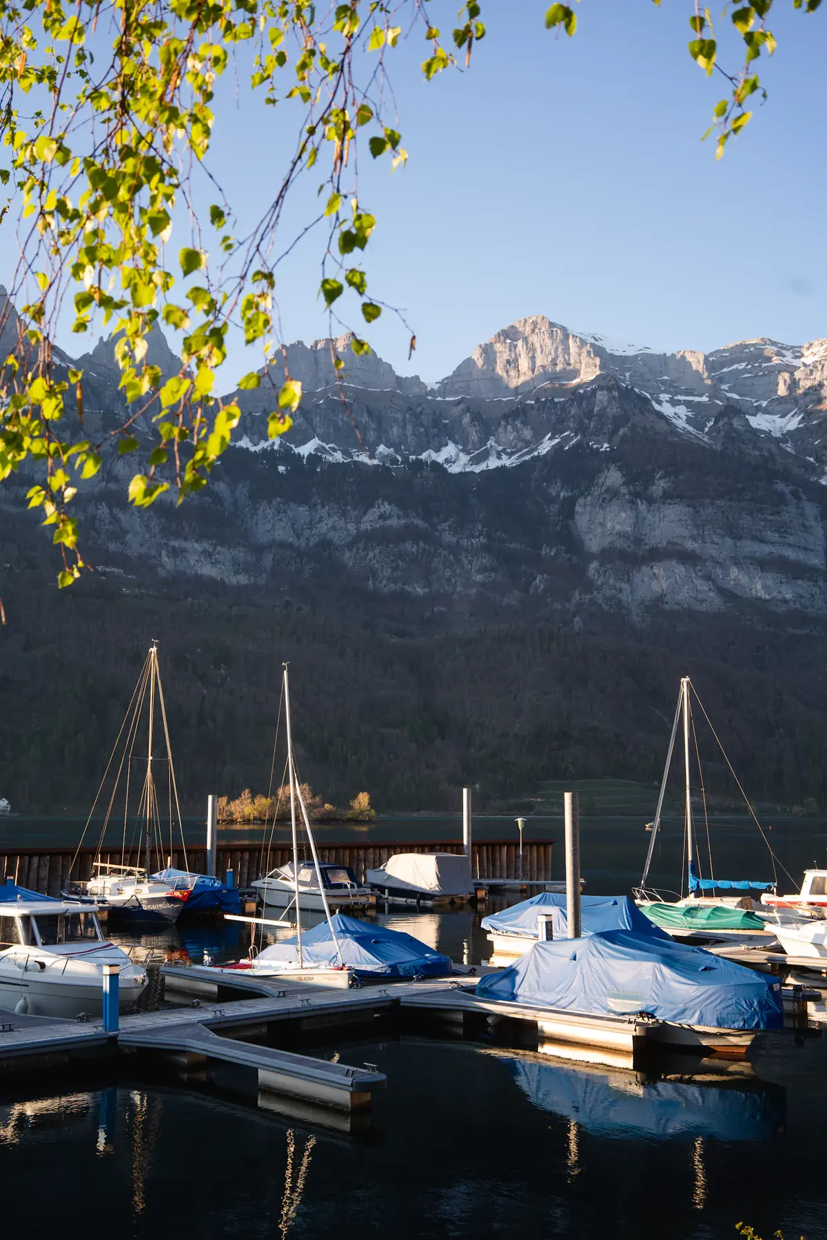Hafen von Murg mit Segelbooten, dahinter die Churfirsten